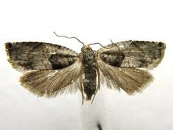 Image of Cottonwood Twig Borer