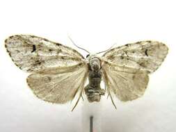 Image of Little White Lichen Moth