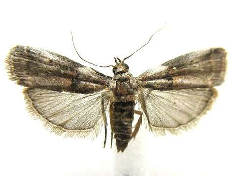 Acrobasis ostryella Ely 1913 resmi