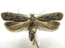 Image of Anacampsis