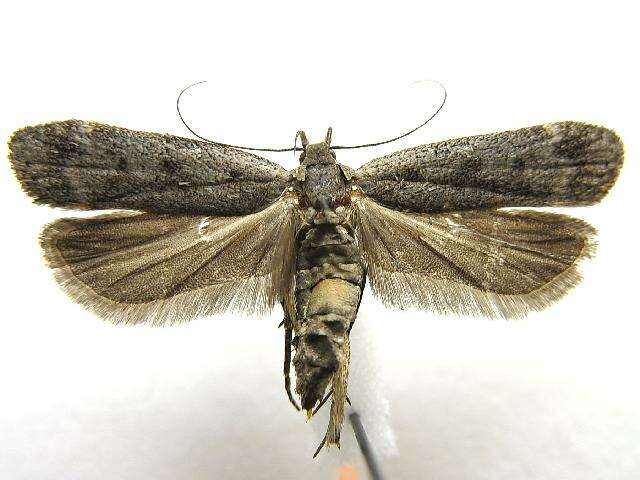 Image of Anacampsis