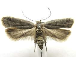 Image of Anacampsis