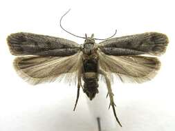 Image of Anacampsis