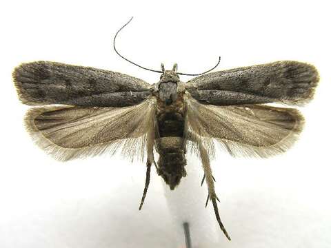 Image of Anacampsis