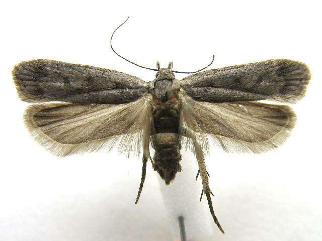 Image of Anacampsis