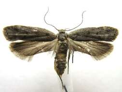 Image of Anacampsis