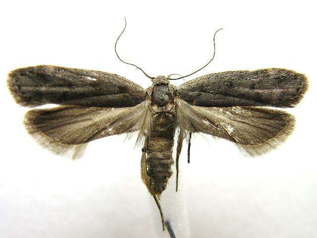 Image of Anacampsis
