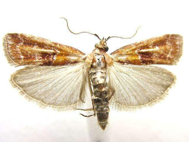 Image of Webbing Coneworm Moth