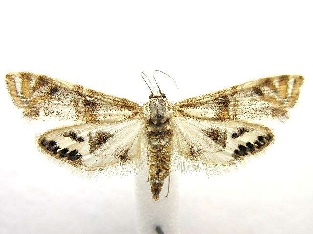 Image of Two-banded Petrophila