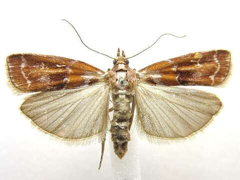 Image of Webbing Coneworm Moth