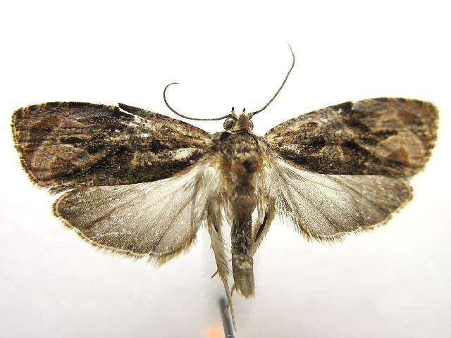 Olethreutes tilianum Heinrich 1923 resmi