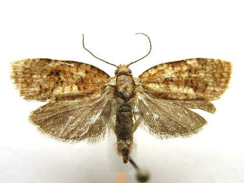 Image of Jack Pine Budworm