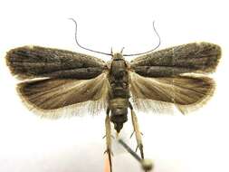 Image of Anacampsis