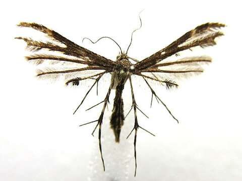 Image of Geranium Plume Moth