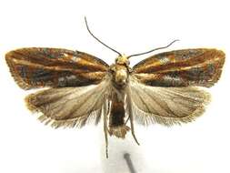 Image of Eastern Black-headed Budworm Moth