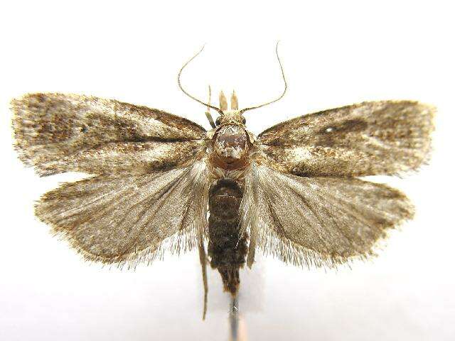 Image of Phtheochroa modestana Busck 1907