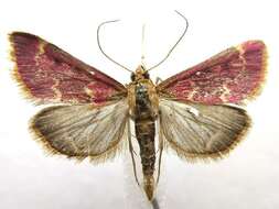 Image of Raspberry Pyrausta