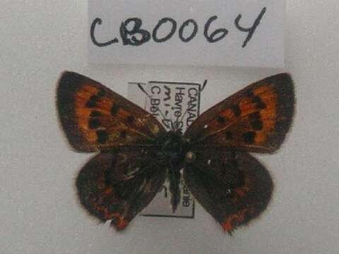 Image of <i>Lycaena dorcas</i>