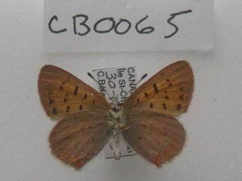 Image of <i>Lycaena dorcas</i>