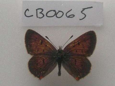 Image of <i>Lycaena dorcas</i>