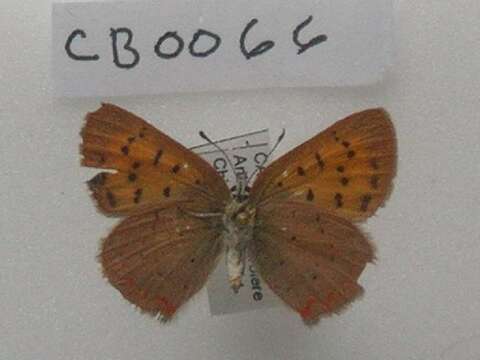 Image of <i>Lycaena dorcas</i>