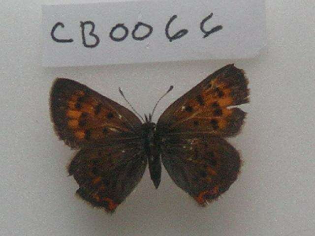 Image of <i>Lycaena dorcas</i>