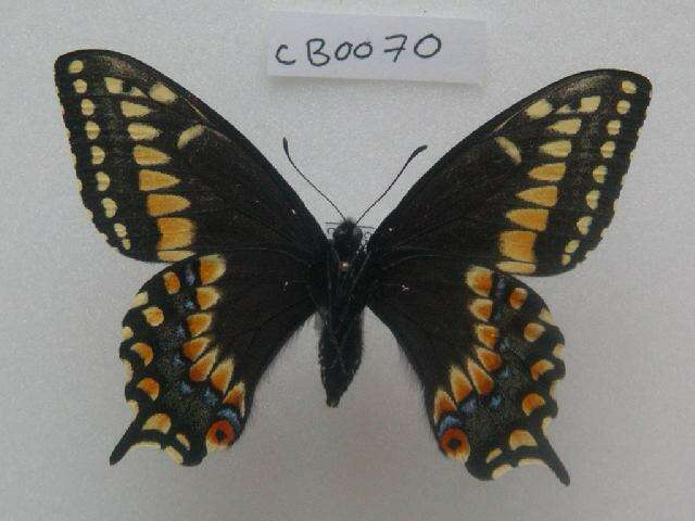 صورة Papilio brevicauda Saunders 1869