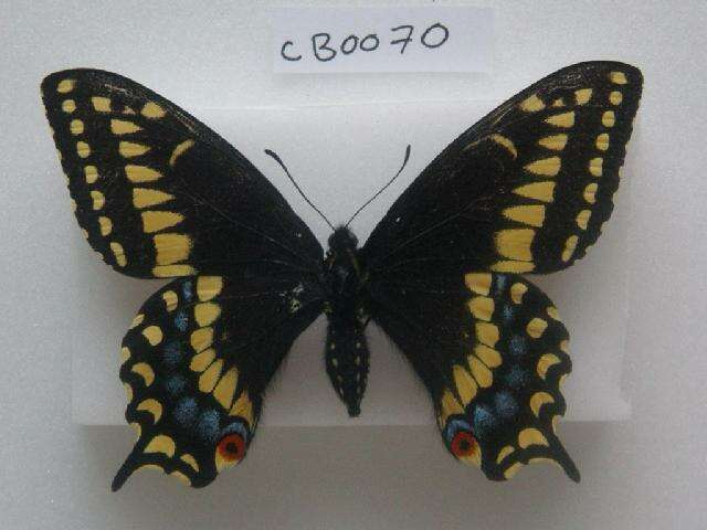 صورة Papilio brevicauda Saunders 1869