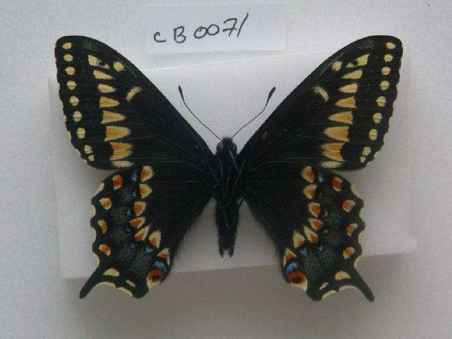 صورة Papilio brevicauda Saunders 1869