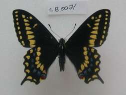 صورة Papilio brevicauda Saunders 1869