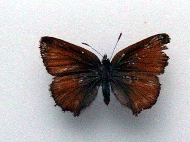 Image of <i>Callophrys eryphon</i>