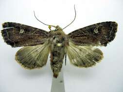 Image of <i>Apamea cogitata</i>