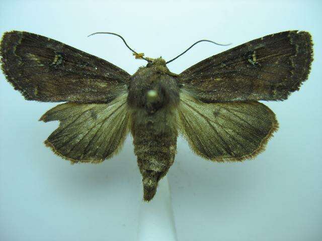 Image of <i>Apamea cogitata</i>