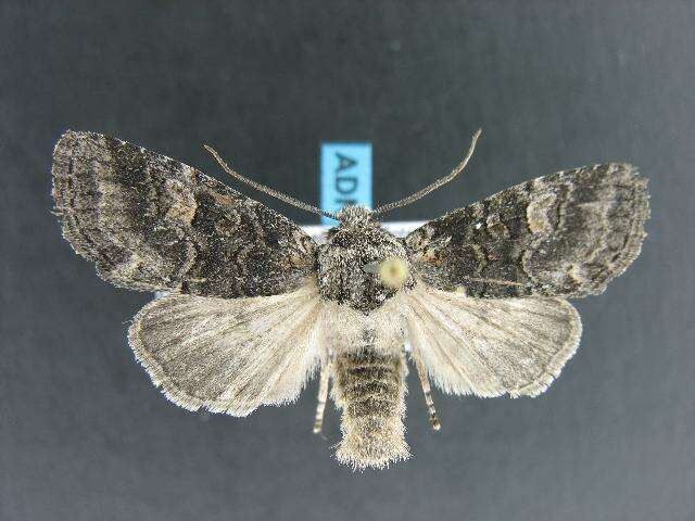 Image of Black-disk Sallow Moth