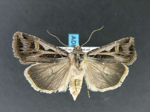 Image of Dingy Cutworm Moth