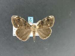 Image of Definite Tussock Moth