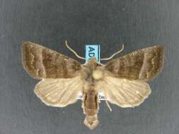 Слика од Papaipema eupatorii Lyman 1905