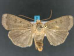 صورة Abagrotis alternata Grote 1864