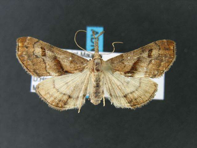 Image of Dark-spotted Palthis, Angulated Snout-moth