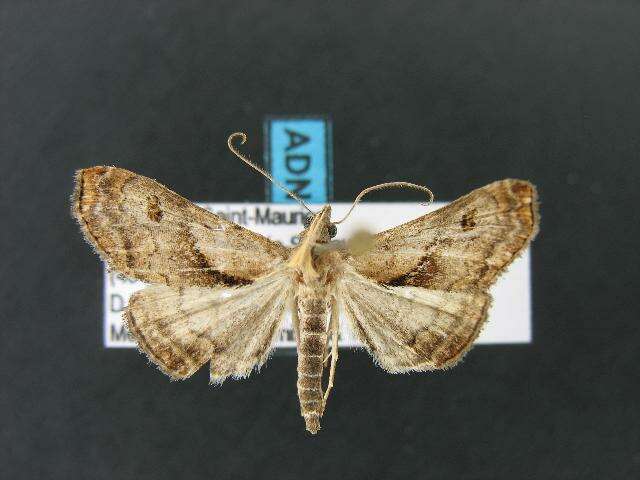 Image of Dark-spotted Palthis, Angulated Snout-moth