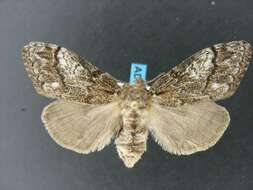 Image of Northern Pine Tussock Moth