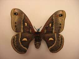 Image of Columbia Silkmoth