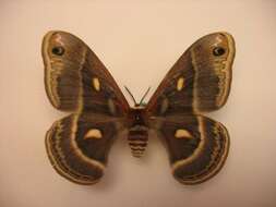 Image of Columbia Silkmoth