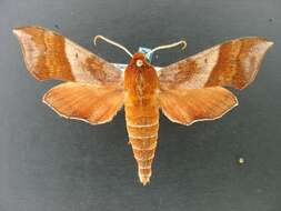 Image of Azalea Sphinx