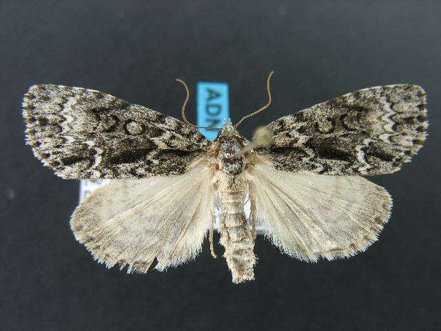 Image of Fragile Dagger Moth