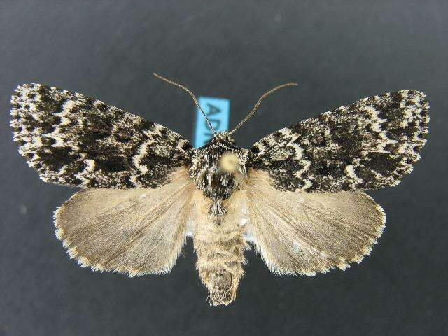 Image of Night-wandering Dagger Moth