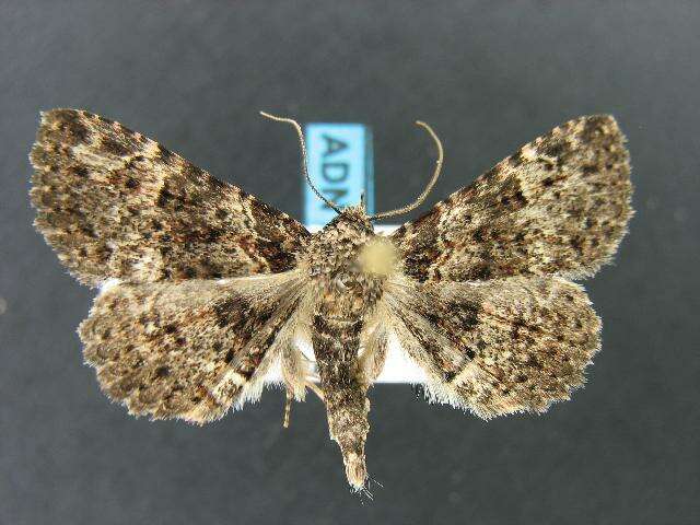 Image of Common Fungus Moth