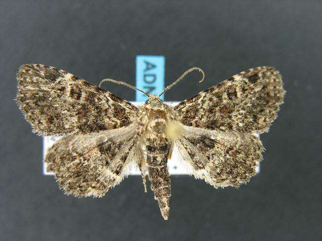 Image of Common Fungus Moth