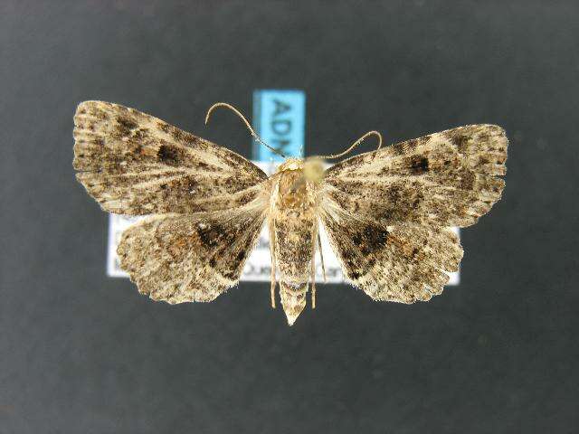 Image of Common Fungus Moth