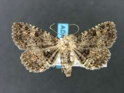 Image of Common Fungus Moth